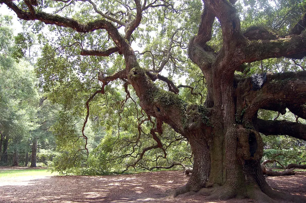 The Angel Oak, its limbs spreading sideways across nearly 17,000 square feet