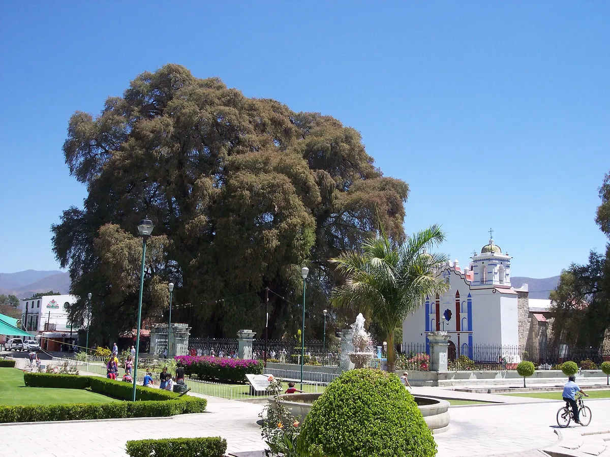 El Árbol del Tule, the widest tree trunk in the world