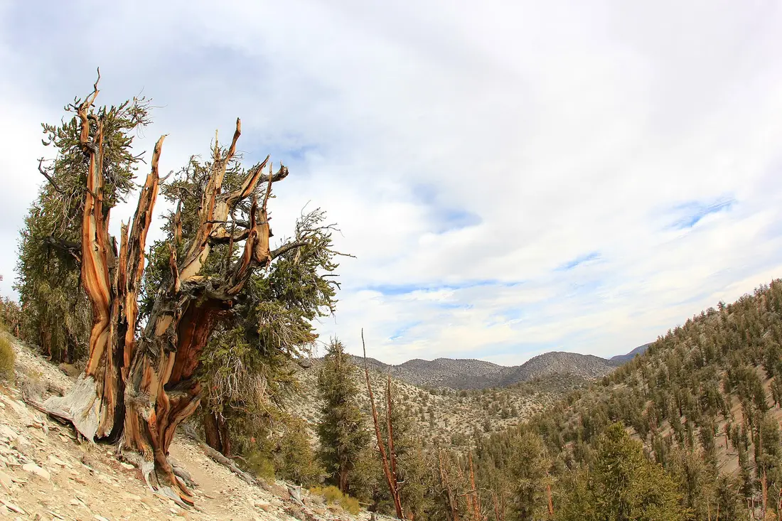 A gnarled bristlecone pine above the treeline in the White Mountains