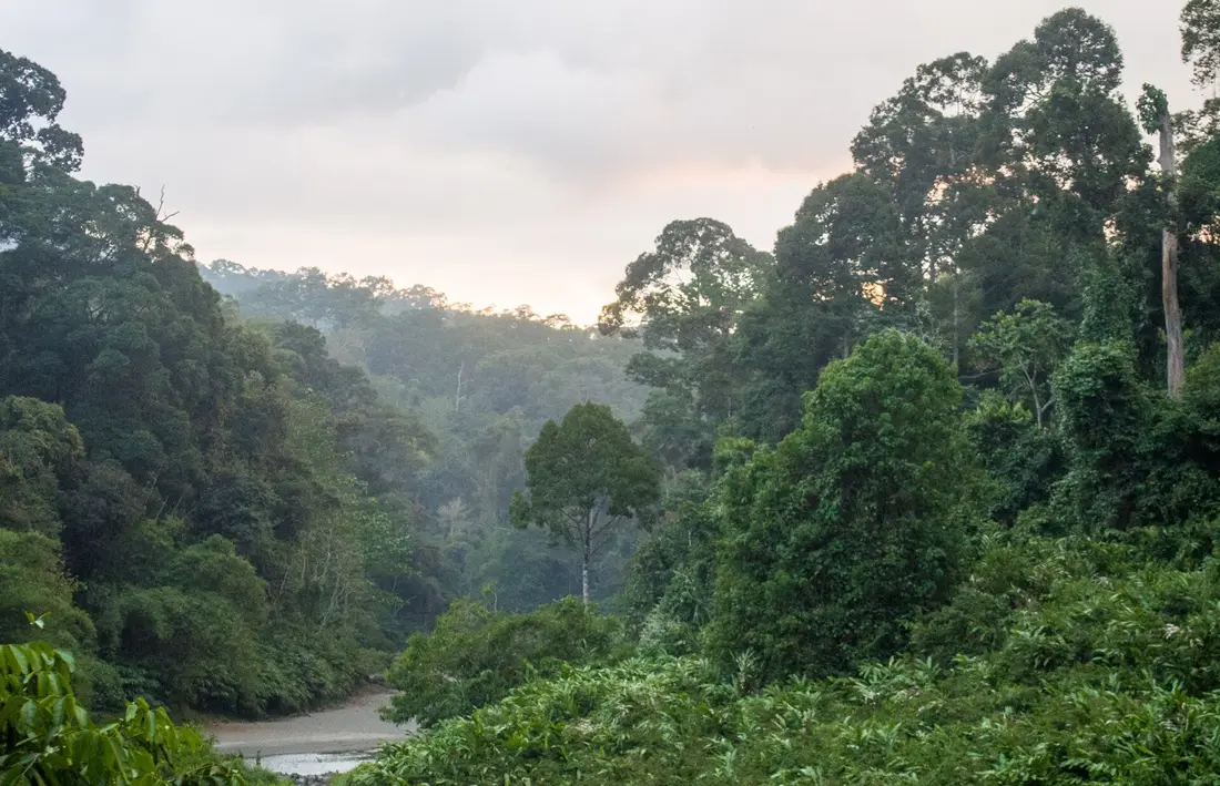 Emergent dipterocarp trees rising above the rainforest canopy in the Danum Valley