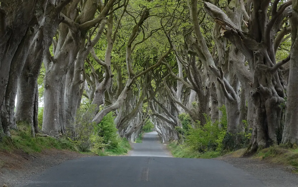 The beech avenue at the Dark Hedges, County Antrim