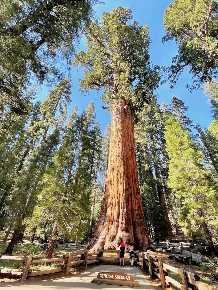 General Sherman, the largest tree on Earth by volume