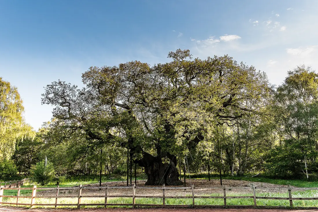 The Major Oak behind its fence, its branches resting on steel supports