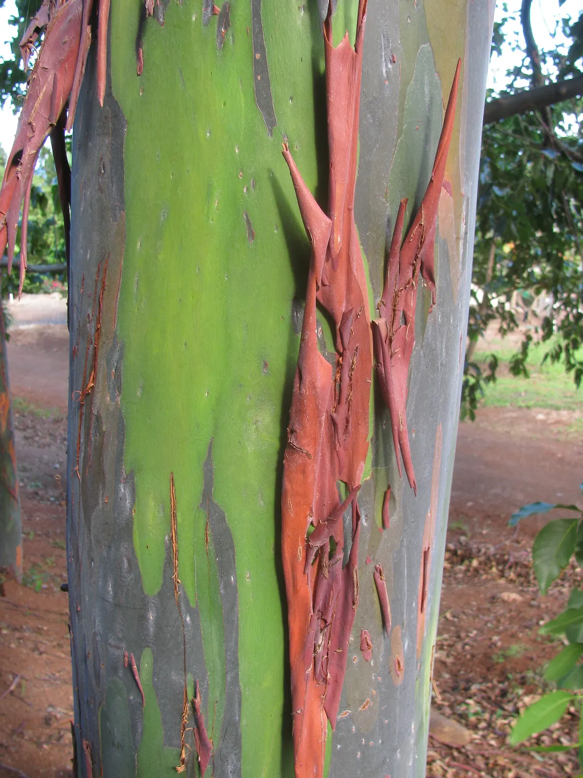 The multicolored bark of a rainbow eucalyptus on Maui