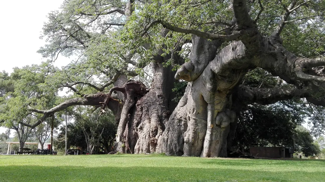 The Sunland Baobab, its enormous trunk in full leaf