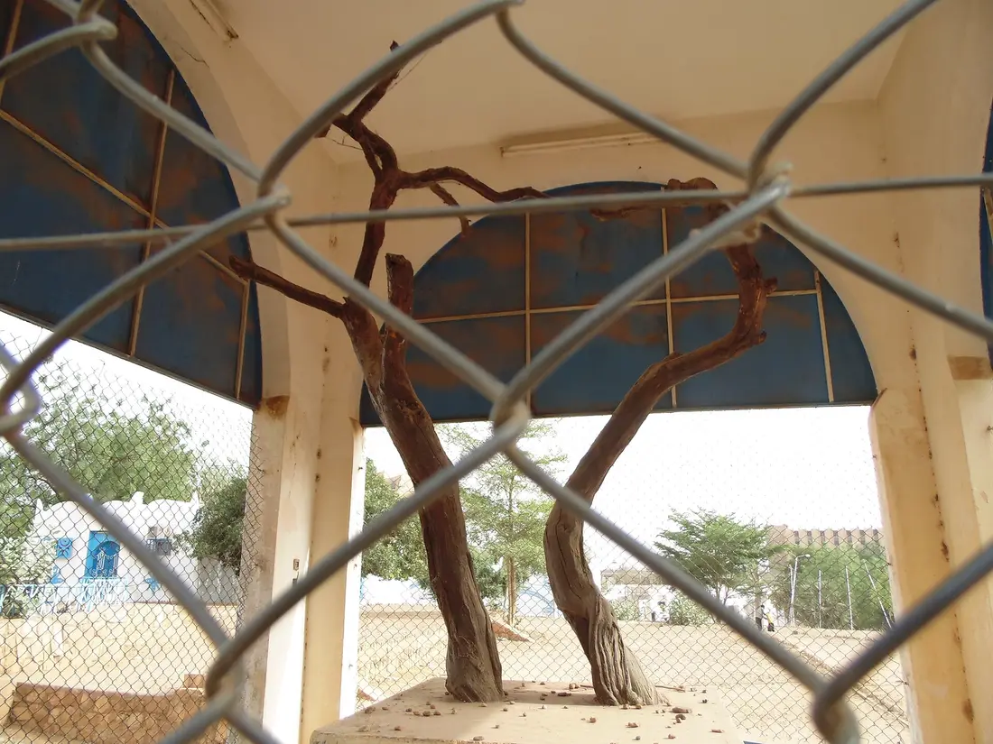 The preserved remains of the Tree of Ténéré behind a fence at the Niger National Museum