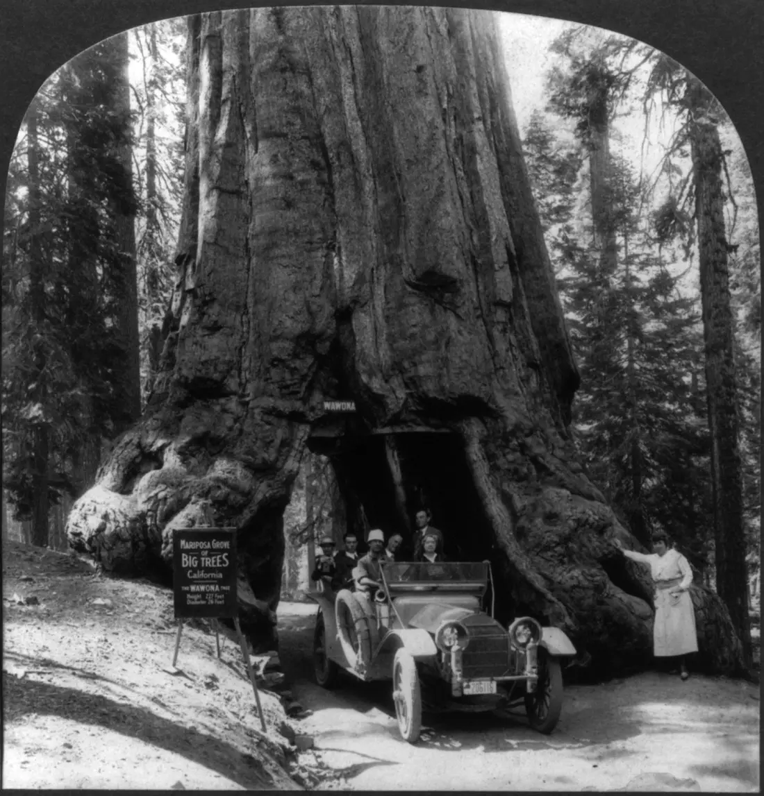 A car passing through the tunnel cut in the Wawona Tree, early twentieth century